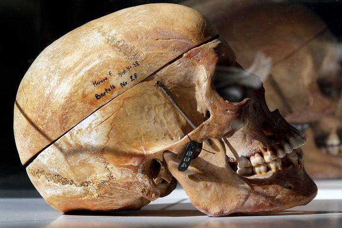 DNA of skulls pillaged by Germans have been linked to living relatives in Tanzania