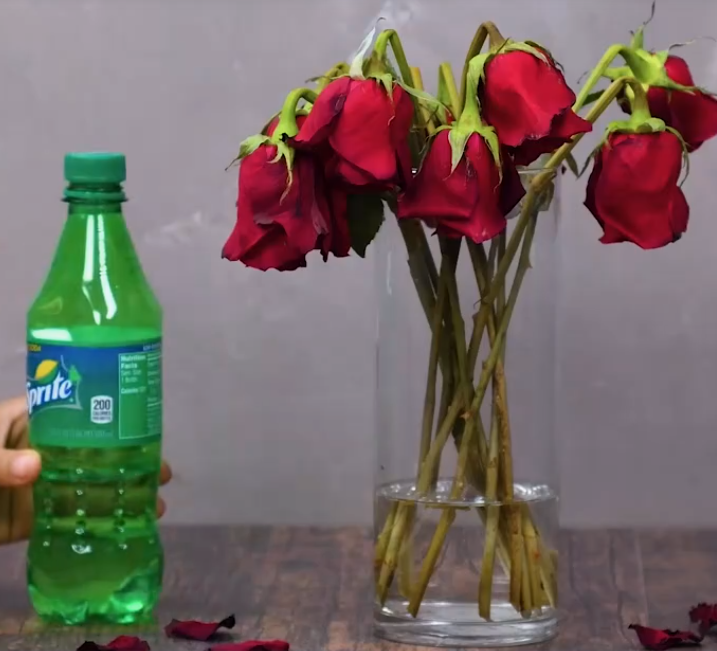The sugar in the soda replenishes the roses
