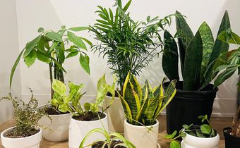 We ordered a bunch of houseplants —from snake plants to money trees — to determine the best places to buy indoor plants that will impress plant newbies to advanced collectors.Kenedee Fowler/Business Insider