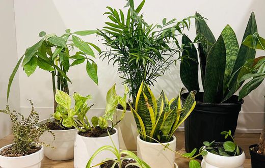 We ordered a bunch of houseplants —from snake plants to money trees — to determine the best places to buy indoor plants that will impress plant newbies to advanced collectors.Kenedee Fowler/Business Insider