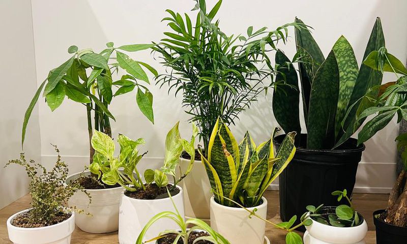 We ordered a bunch of houseplants —from snake plants to money trees — to determine the best places to buy indoor plants that will impress plant newbies to advanced collectors.Kenedee Fowler/Business Insider