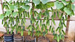 Cucumbers are fast-growing  [Youtube]