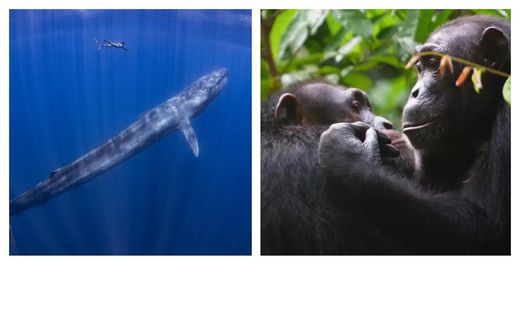Animals that don't forget a thing