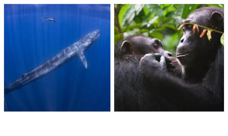 Animals that don't forget a thing