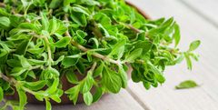 Marjoram