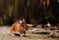 Stabbing, captivity, pee drinking, and other strange dating rituals in animals