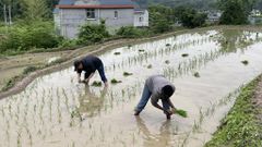Rose Adikin and her husband planting rice in China