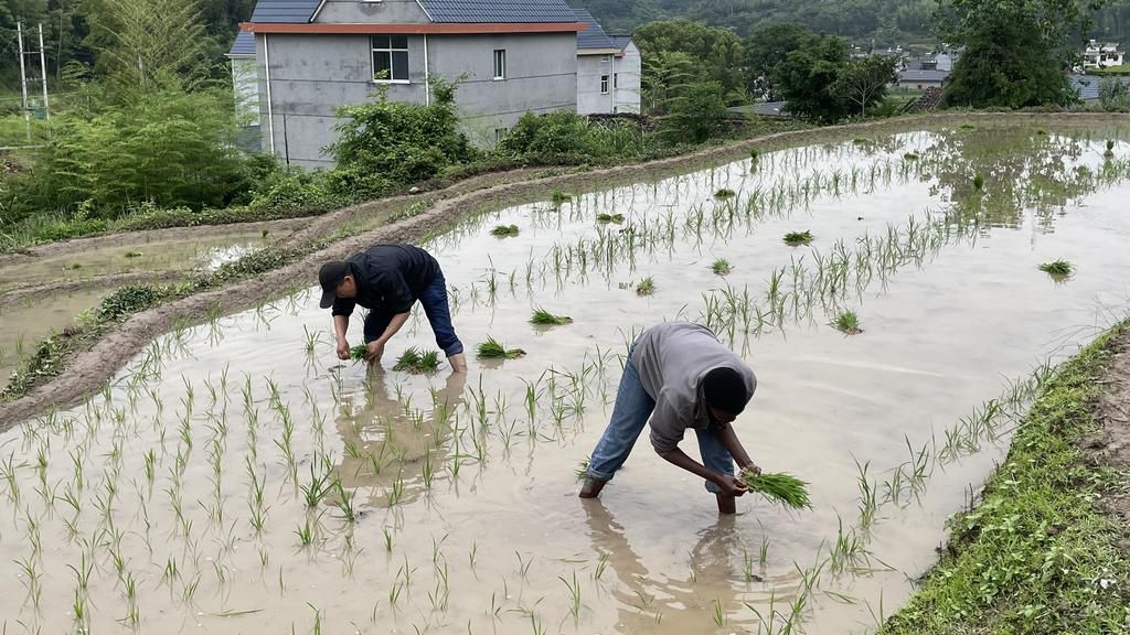 Rose Adikin and her husband planting rice in China
