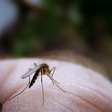 People with type O blood are less likely to contract malaria [UsaToday]