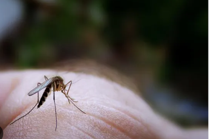 People with type O blood are less likely to contract malaria [UsaToday]