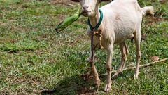 Research reveals the nutritional advantage of matooke peeling goats enjoy over humans/Courtesy