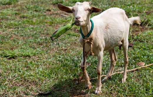 Research reveals the nutritional advantage of matooke peeling goats enjoy over humans/Courtesy