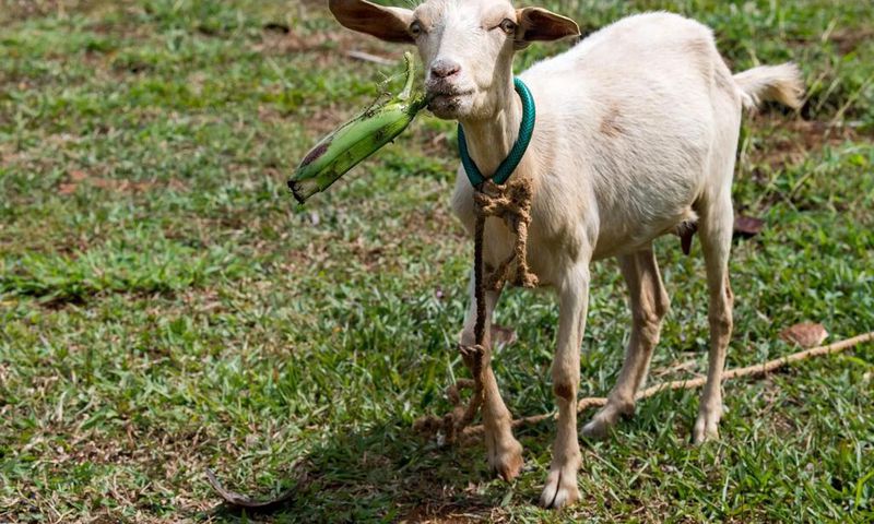 Research reveals the nutritional advantage of matooke peeling goats enjoy over humans/Courtesy