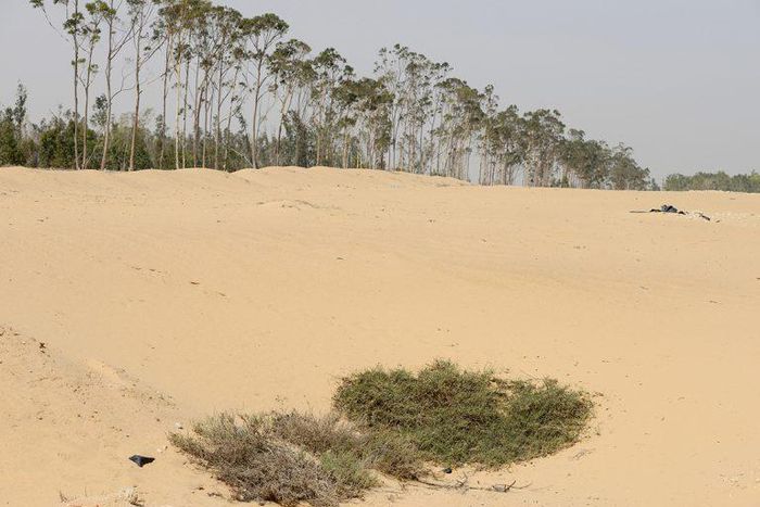 10 countries in Africa with the smallest forest area