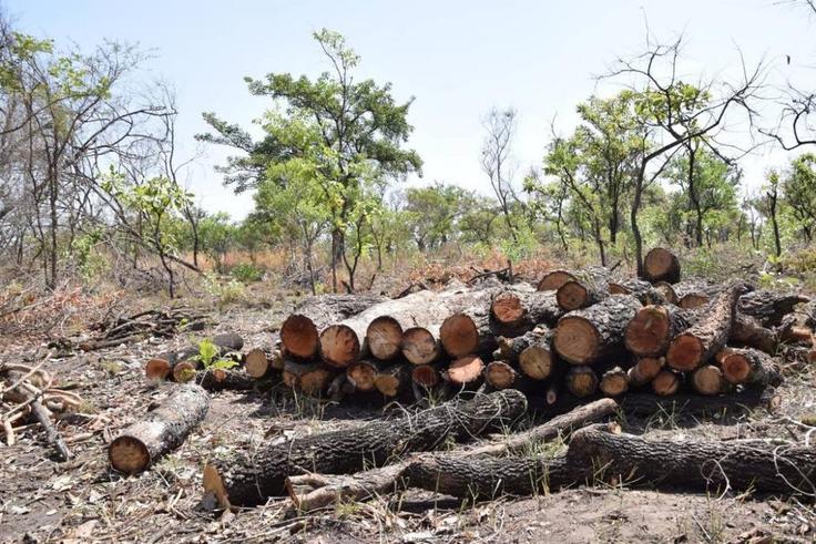 Harvested timber
