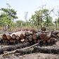 Harvested timber