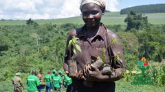 Courtesy picture from the 2023 World Biodiversity Day tree planting in Mabira Forest by the Taasa Obutonde partners led by Next Media
