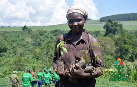 Courtesy picture from the 2023 World Biodiversity Day tree planting in Mabira Forest by the Taasa Obutonde partners led by Next Media