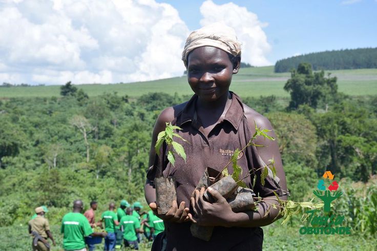 Courtesy picture from the 2023 World Biodiversity Day tree planting in Mabira Forest by the Taasa Obutonde partners led by Next Media