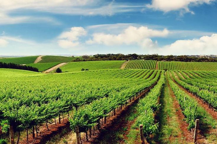 Alongside becoming an apex investment destination in Africa, Tanzania is also a top food producer