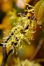Witch hazel