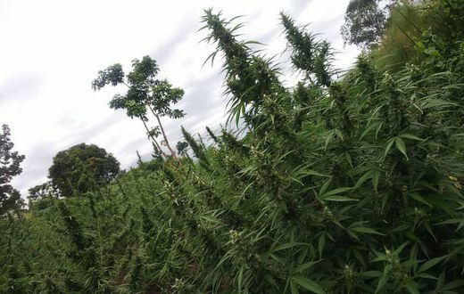 Cannabis