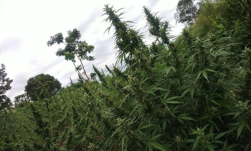 Cannabis