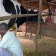 Man milking a cow