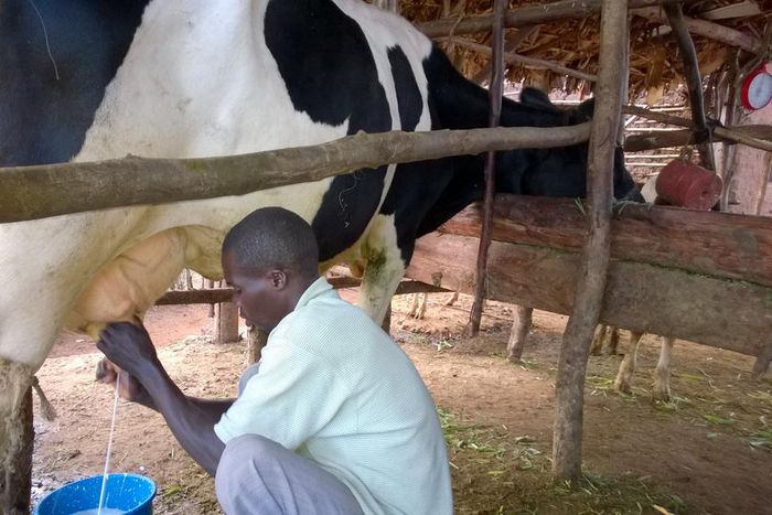 Man milking a cow