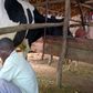 Man milking a cow