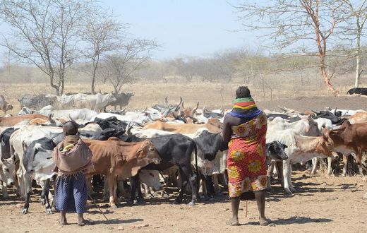 A young girl herding cattle alongside her mother in Karamoja sub-region Ariong-Stephen