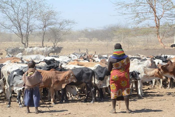 A young girl herding cattle alongside her mother in Karamoja sub-region Ariong-Stephen