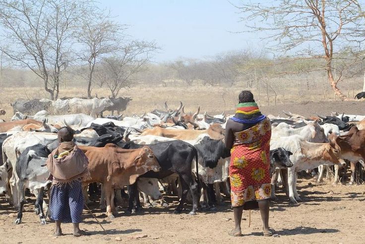 A young girl herding cattle alongside her mother in Karamoja sub-region Ariong-Stephen