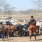 A young girl herding cattle alongside her mother in Karamoja sub-region Ariong-Stephen