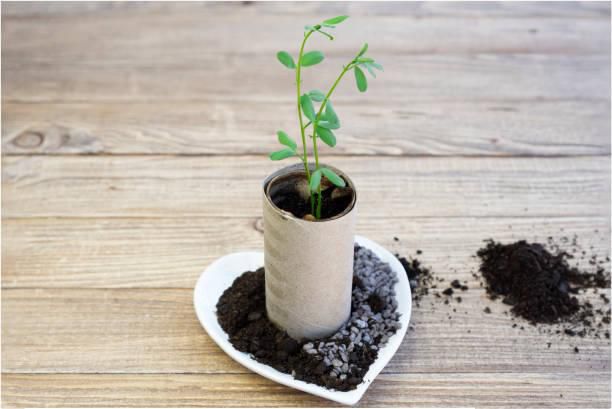 Toilet paper tubes or core in use