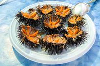 People eat sea urchins alive [Savoteur]