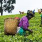 Farmers in Uganda