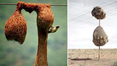 These are impressive structures built by animal architects [BoredPanda]
