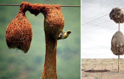 These are impressive structures built by animal architects [BoredPanda]