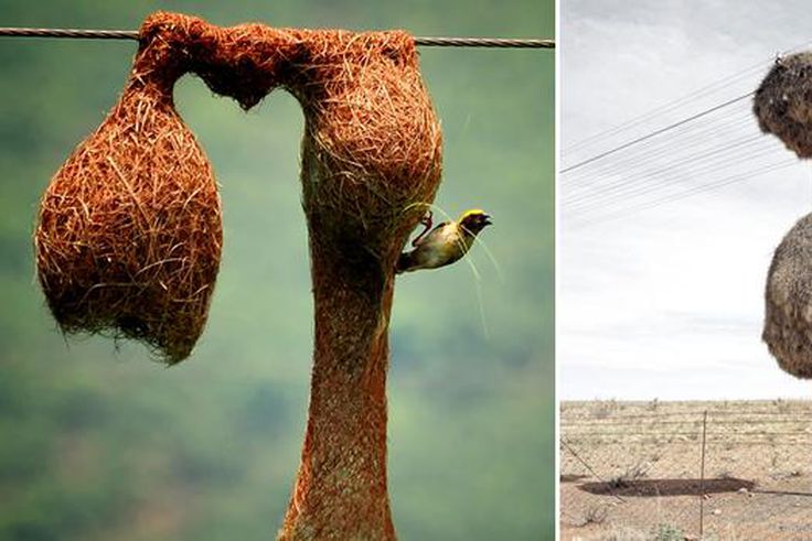 These are impressive structures built by animal architects [BoredPanda]