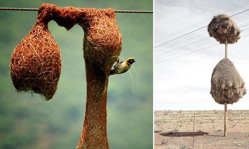 These are impressive structures built by animal architects [BoredPanda]