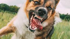 Dogs are natural predators, and their instincts kick in when they see something move quickly.