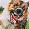 Dogs are natural predators, and their instincts kick in when they see something move quickly.