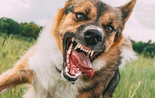 Dogs are natural predators, and their instincts kick in when they see something move quickly.