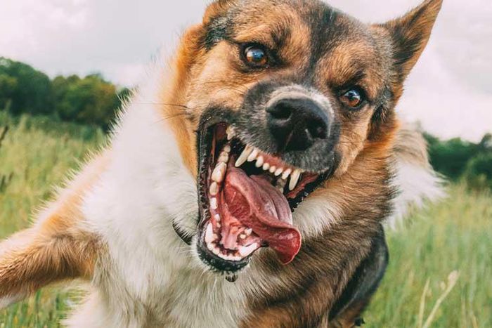 Dogs are natural predators, and their instincts kick in when they see something move quickly.