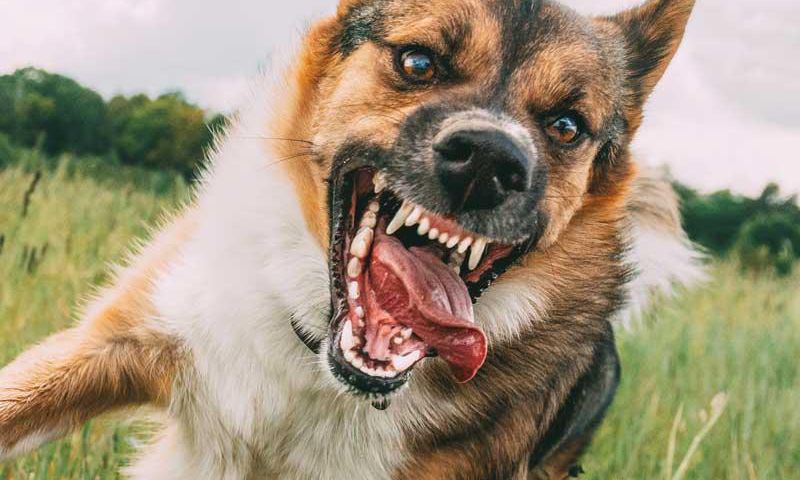 Dogs are natural predators, and their instincts kick in when they see something move quickly.