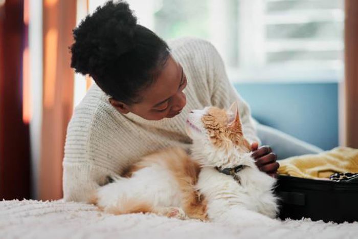 Cats are perfect companions [iStock]