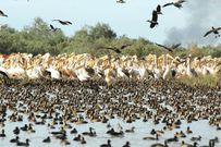 The birds at djoudj national bird sanctuary {springer}