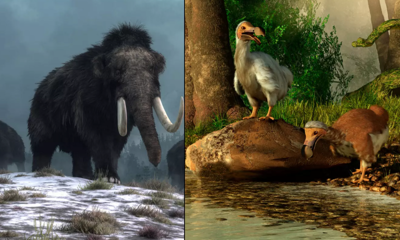 These animals are now extinct [LADbible]