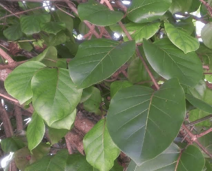 African-Peach-Nauclea-Latifolia-Leaves [Researchgate]
